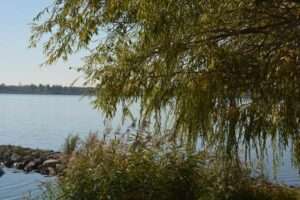 Uferzone am Markkleeberger See Leipziger Seen